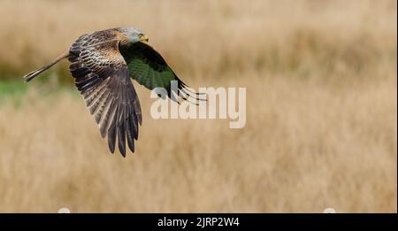 Red Kite (Milvus Milvus), en venant de gauche à droite. Cela a été pris à la ferme de Gigrin, Powys, pays de galles, Royaume-Uni ils les nourrissent tous les jours, le public peut regarder Banque D'Images