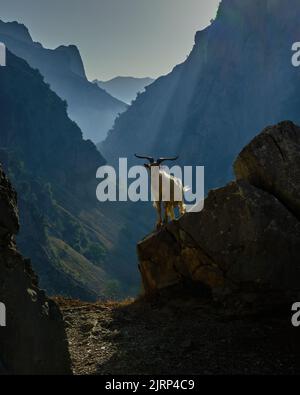 paysage d'un canyon illuminé par les rayons du soleil pendant l'heure d'or, illuminé des forêts vertes et des rochers à l'ombre, une chèvre au premier plan Banque D'Images