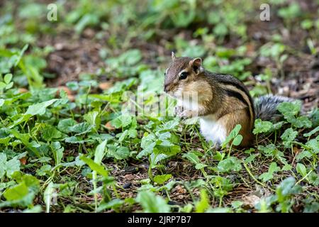 Mignon petit chipmunk farcissant ses joues pleines des amandes de ceux éparpillés sur le sol pour lui dans une cour à Taylors Falls, Minnesota États-Unis. Banque D'Images