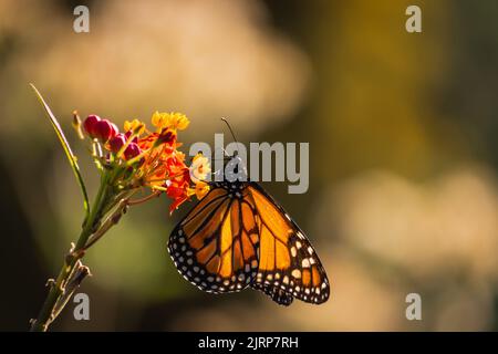 Portrait d'un papillon monarque débarqué sur une fleur vue du côté Banque D'Images