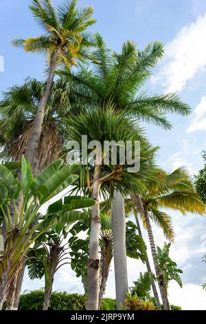 Groupe de palmiers, Pandanus tectorius, Ravenala madagascariensis, wodyetia Bifurcata, cococotier Banque D'Images