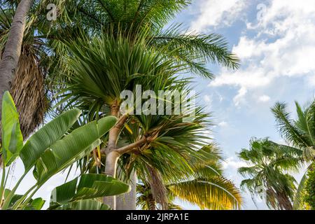 Groupe de palmiers, Pandanus tectorius, Ravenala madagascariensis, wodyetia Bifurcata, cococotier Banque D'Images