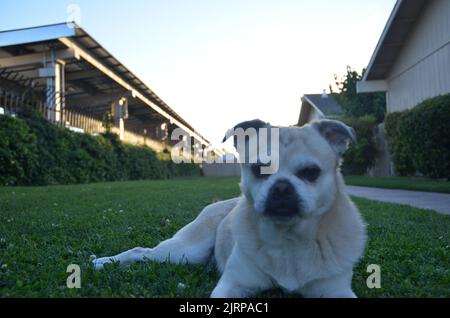 Juste quelques photos de mon chien Tumbler, un pug chihuahua mélange Banque D'Images