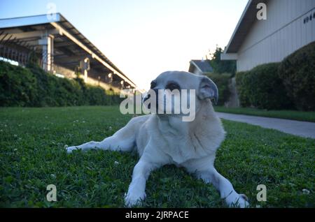 Juste quelques photos de mon chien Tumbler, un pug chihuahua mélange Banque D'Images