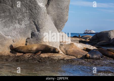 Des lions de mer géants se dorchent sur des rochers avec un bateau d'excursion en arrière-plan dans la mer de Cortez à Loreto, au Mexique Banque D'Images