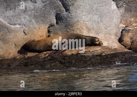 Un lion de mer géant dort sur une rive rocheuse de la mer de Cortez à Loreto, au Mexique Banque D'Images