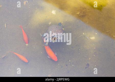 Petite tortue méditerranéenne mignonne nageant sur un étang à poissons orange Banque D'Images