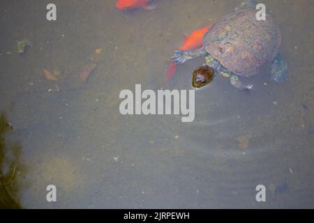 Petite tortue méditerranéenne mignonne nageant sur un étang à poissons orange Banque D'Images