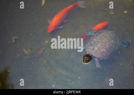 Petite tortue méditerranéenne mignonne nageant sur un étang à poissons orange Banque D'Images