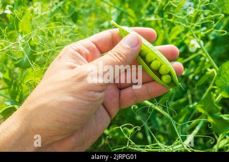 Récolte de petits pois dans le jardin. Travaux de plantation. Récolte d'automne et concept d'aliments biologiques sains gros plan avec une attention sélective Banque D'Images