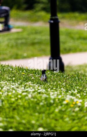 L'esturling européenne (Sturnus vulgaris) perchée sur l'herbe verte à Libby Hill Park, Richmond, États-Unis Banque D'Images