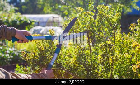 Mains de fermiers qui font élaguer des buissons avec de grands sécateurs de jardin. Outils de jardinage. Concept agricole. Saison agricole Banque D'Images