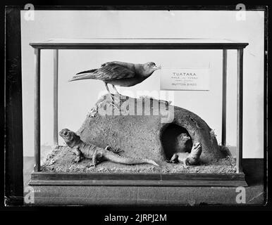 [Tuatara et Mutton Birds], 1889, Dunedin, par Burton Brothers. Banque D'Images