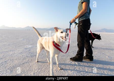 Des chiens heureux avec le propriétaire marchant sur les Bonneville Salt Flats dans l'Utah Banque D'Images