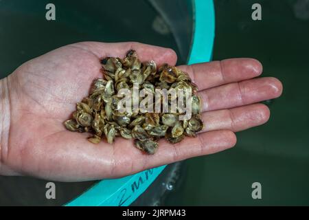 Huîtres cultivées en laboratoire, ferme de la mer de Mook, Walpole, Maine Banque D'Images