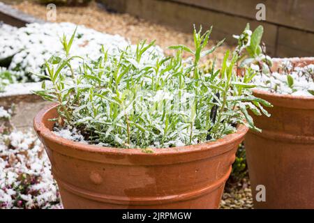 Plante herbacée à l'estragon français (artemisia dracunculus) dans une plante en terre cuite à la fin de l'hiver ou au début du printemps, recouverte de neige dans un jardin britannique Banque D'Images