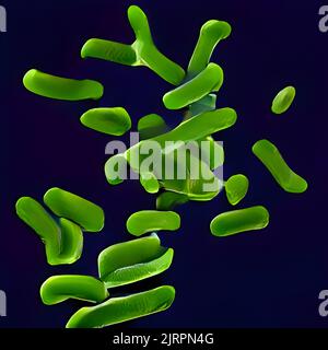 Escherichia coli (E. Coli.) cellules ou bactéries sous microscope Banque D'Images