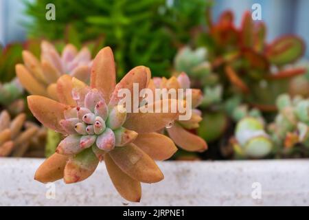 Succulents multicolores dans une casserole dans le jardin Banque D'Images