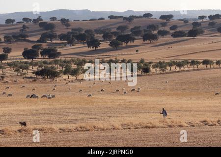 le troupeau de moutons de shepherd man Banque D'Images