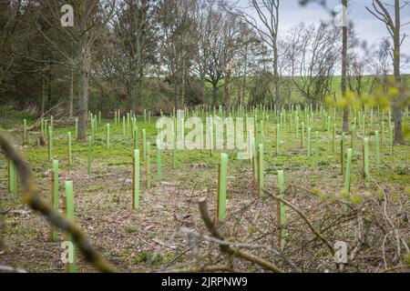 Plantation d'arbres dans une forêt britannique. Arbres de jeunes arbres avec des gardes poussant dans une zone boisée gérée Banque D'Images