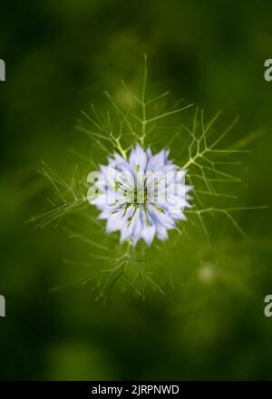 Vue de dessus de l'amour-dans-un-brouillard bleu ou diable dans la fleur de brousse dans le garten. Concept de jardinage. Flou sélectif avec arrière-plan flou. Banque D'Images