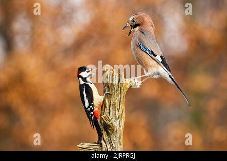 grand pic à pois et geai eurasien luttant sur la souche en automne Banque D'Images