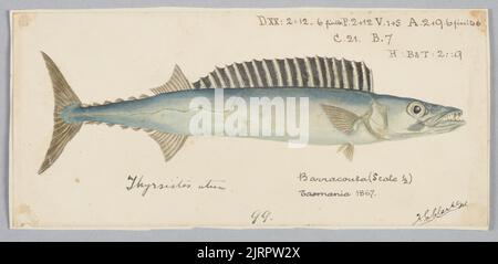 Thyrsites atun (TAS) : Barracouta, 1867 ans, Tasmanie, par Frank Edward Clarke. Banque D'Images