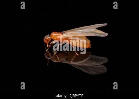 Un Rover Ant sans cheveux (Brachymyrmex depilis) a ailé la reine pendant un vol à la nuit. Banque D'Images