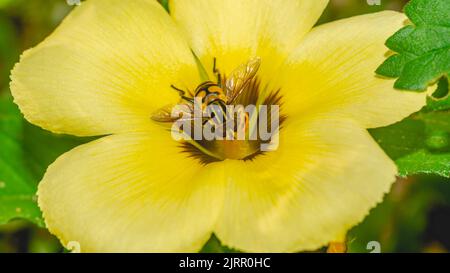 Abeille asiatique (API sp) collectant des nectars sur la fleur jaune. Abeille sur fleur. Banque D'Images