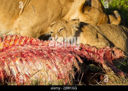 Lion (Panthera leo) Lion cub sur un tuer Banque D'Images