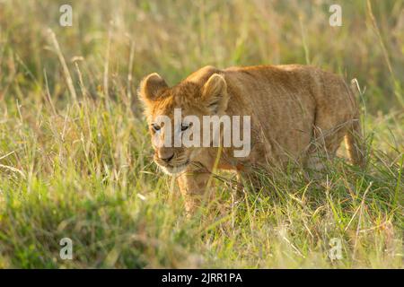 Lion (Panthera leo) cub Banque D'Images