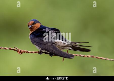 Swallow de bienvenue perchée sur un barbelé Banque D'Images