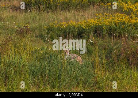 Coyote dans le nord du Wisconsin. Banque D'Images