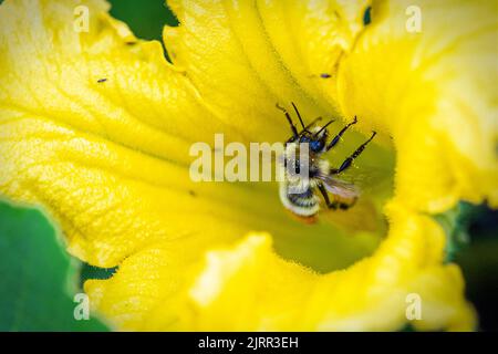 Gros plan d'une abeille à ceinture orange recouverte de pollen jaune, car elle recueille le nectar de la fleur jaune. Également connu sous le nom de bourdon tricolore, ce miel Banque D'Images