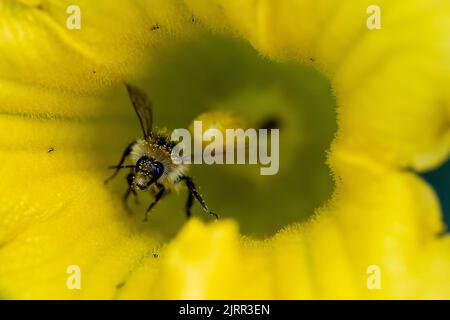 Gros plan d'une abeille à ceinture orange recouverte de pollen jaune, car elle recueille le nectar de la fleur jaune. Également connu sous le nom de bourdon tricolore, ce miel Banque D'Images