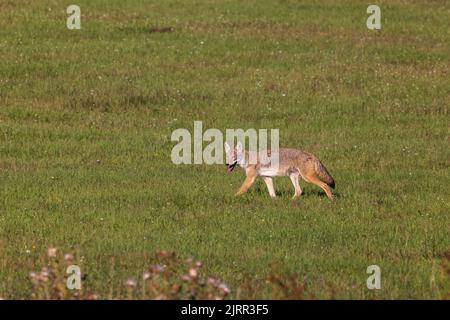 Coyote dans le nord du Wisconsin. Banque D'Images