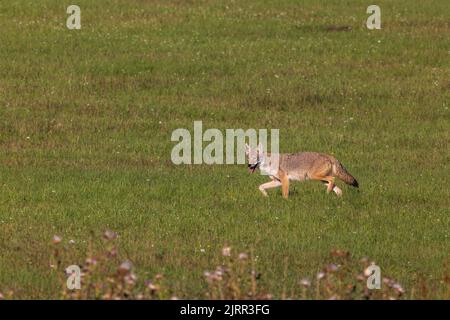 Coyote dans le nord du Wisconsin. Banque D'Images