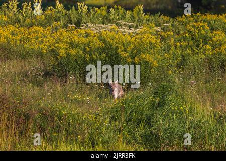 Coyote dans le nord du Wisconsin. Banque D'Images