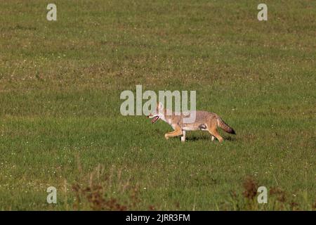 Coyote dans le nord du Wisconsin. Banque D'Images