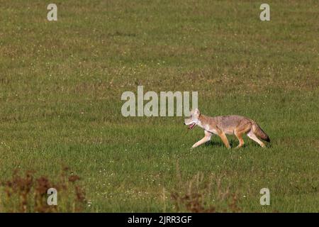 Coyote dans le nord du Wisconsin. Banque D'Images