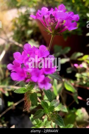 fleurs d'une lantana rampante Banque D'Images