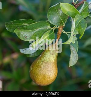 Päron (Pyrus communis) Banque D'Images