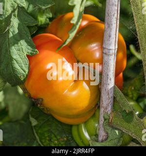 'Ananas, ananas' tomate, Bifftomat (Solanum lycopersicum) Banque D'Images