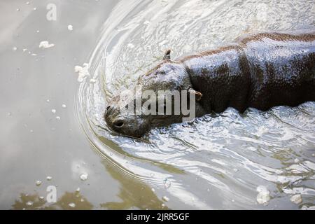 Hippopotame pygmée nageant dans une eau sale Banque D'Images