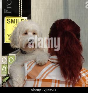 le joli chien blanc souriant repose sur l'épaule des propriétaires et sourit devant l'affiche indiquant « sourire ». Le propriétaire a des cheveux rouges et une chemise à carreaux Banque D'Images