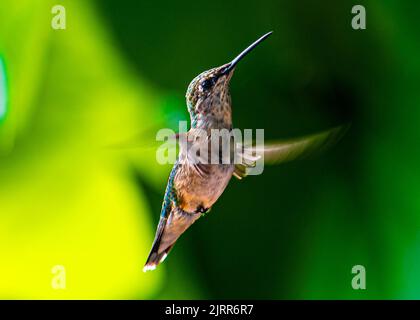 Colibris. Dans un jardin surcultivé de Barrie, en Ontario, les plus petits oiseaux volent vers les fleurs colorées pour se nourrir du nectar de fleurs douces. Banque D'Images