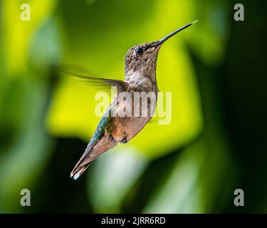 Colibris. Dans un jardin surcultivé de Barrie, en Ontario, les plus petits oiseaux volent vers les fleurs colorées pour se nourrir du nectar de fleurs douces. Banque D'Images