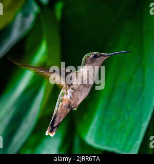 Colibris. Dans un jardin surcultivé de Barrie, en Ontario, les plus petits oiseaux volent vers les fleurs colorées pour se nourrir du nectar de fleurs douces. Banque D'Images