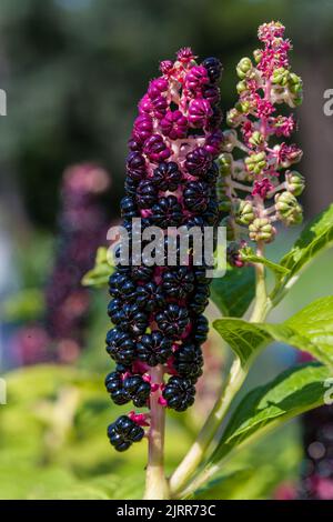 Indien pokeweed, Kermesbär (Phytolacca acinosa) Banque D'Images