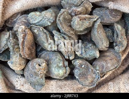 Huîtres récoltées 'Crassostrea virginica', Rockport Fulton, Golfe du Mexique. Banque D'Images